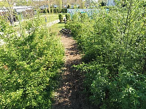 Ein schmaler Weg zwischen dicht bewachsenen Sträuchern in einem sonnigen Garten.